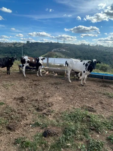 Novilhas Girolando primeira cria