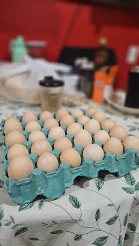 OVOS DE GSB
