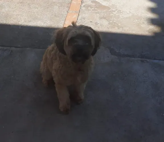 Cadela para adoção