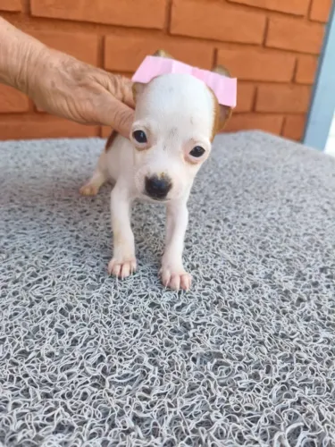 Pinscher fofinho disponível - peça mais informações!
