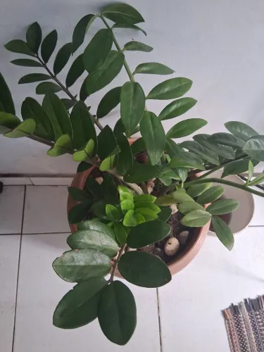 Planta Zamioculca