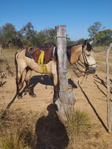 Vendo cavalo ?
