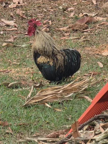 Galinha Mini Cochim
