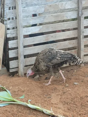 Vendo ou troco patos