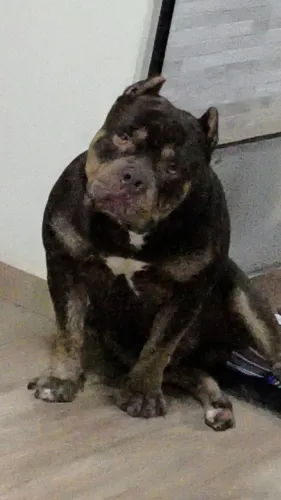 American Bully