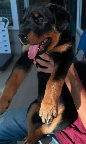Rottweiler Fêmea 