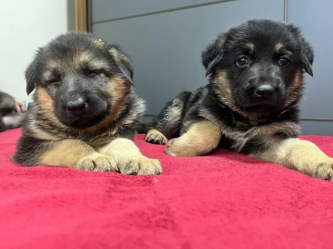 Filhote Pastor Alemão, Os melhores amigos do mundo canino esperam por um lar!