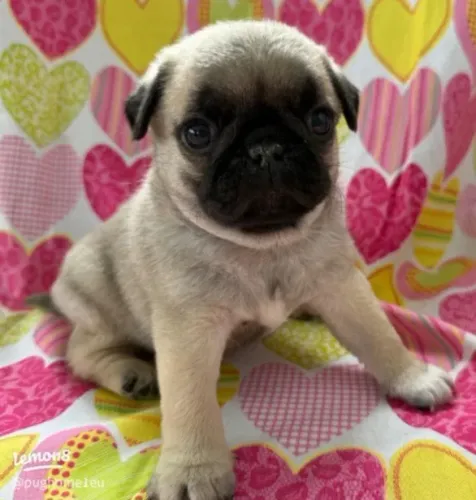 Pug Filhotes Verdadeiras Gracinhas Disponíveis. 
