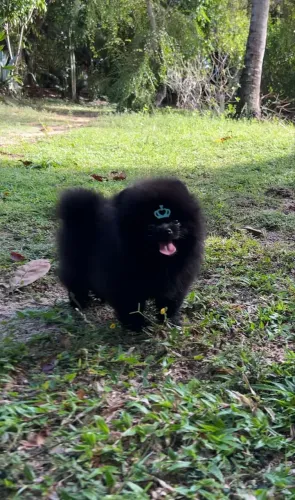 Lulu MACHO BLECK 