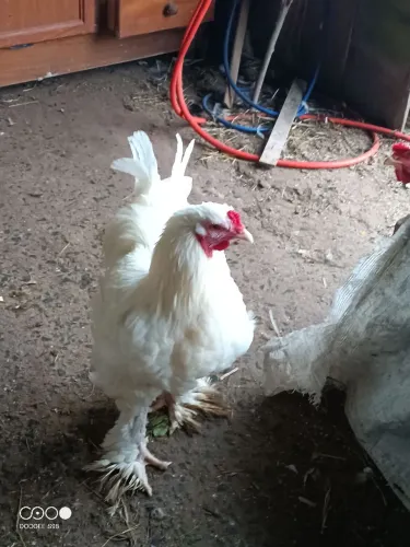 Galo Brahma