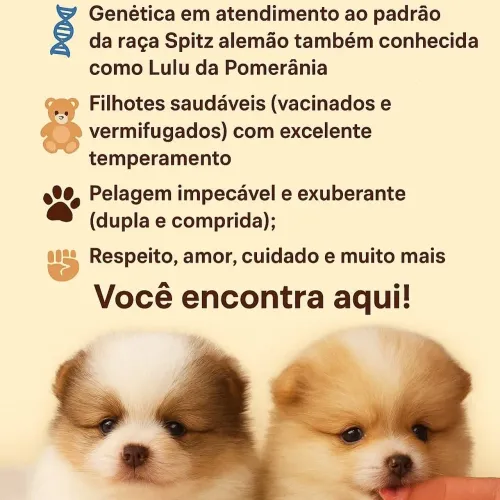 Spitz alemão - Lulu da Pomerânia