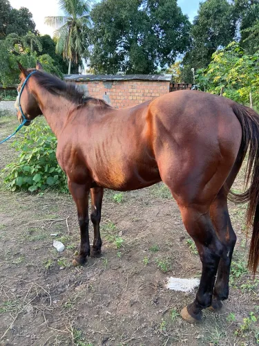 Cavalo Quarto de Milha