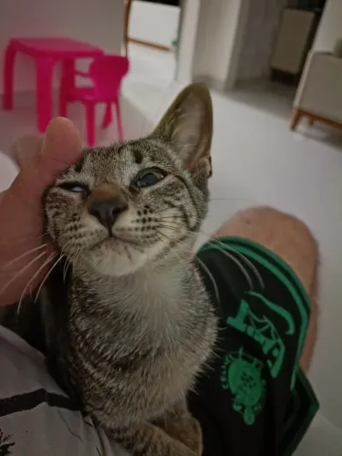 estou doando uma linda filhotinha de gato fêmea 