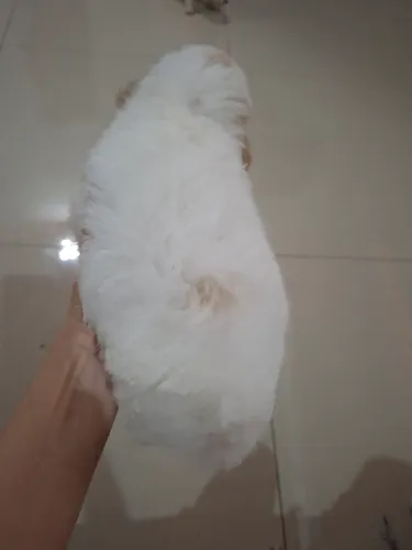Poodle 