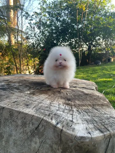 Lulu da Pomerania | Spitz Alemão