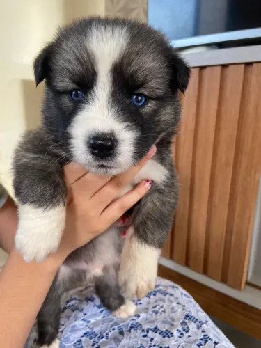 Husky siberiano wooly 