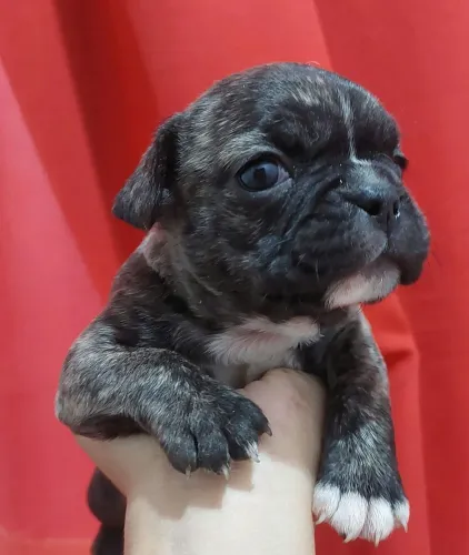 Último casal buldogue+pug