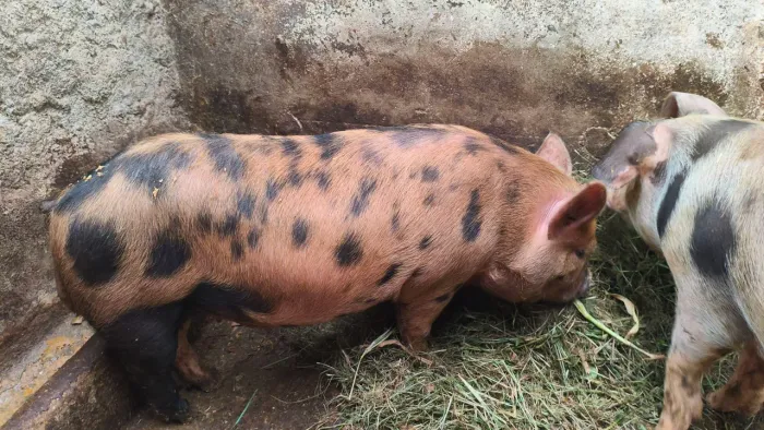  Porco caruncho 