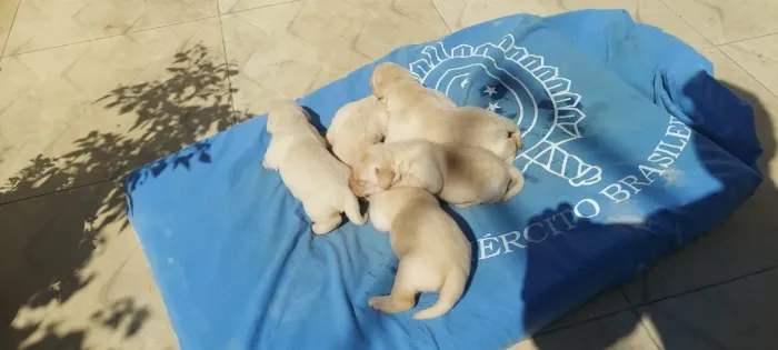 Filhotes de Labrador