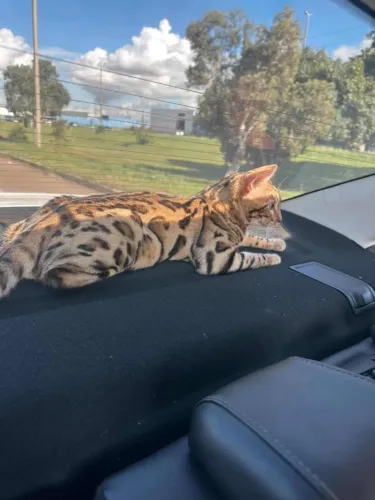 Venda de Gato de Bengal Adulto 