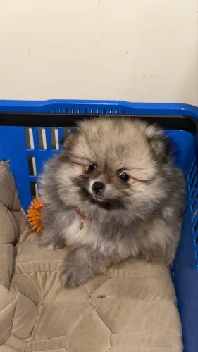 Lulu da Pomerânia