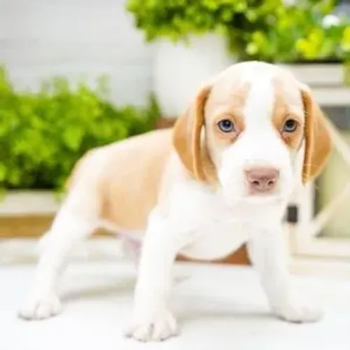 Não espere mais: O seu filhote de Beagle está te esperando aqui! 