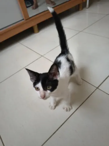 Adoção: Gatinho Macho BB