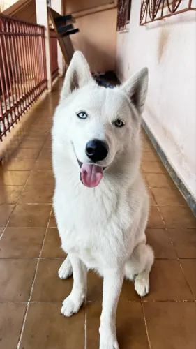 Doando Husky Branco 8/9 Meses