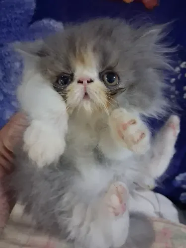 Gata persa filhote