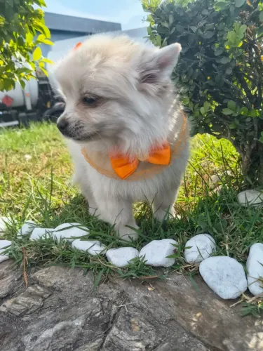 Última fêmea de Spitz alemão valor 2,300