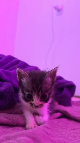 Doação gato