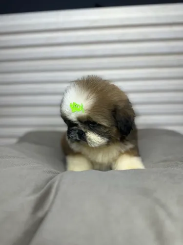 Shih-tzu mini