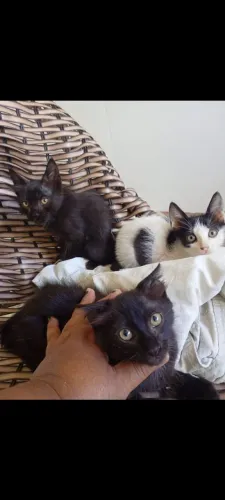 Gatos Adoção.