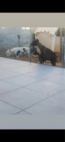 Pitbull fêmea DOAÇÃO