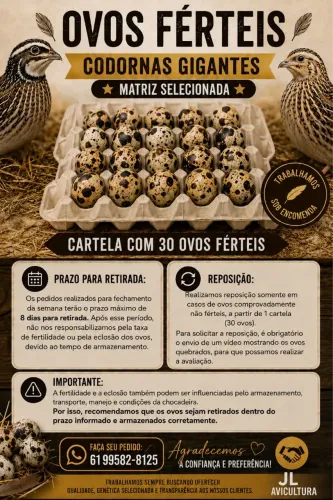 Ovos férteis de codorna gigante e ovos de consumo codorna japonesa