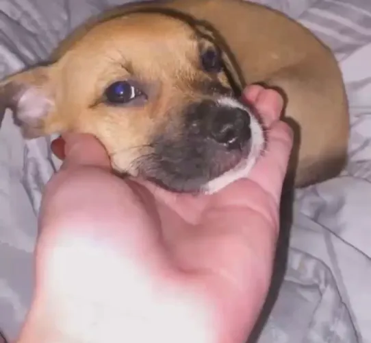 Doação de cachorrinha