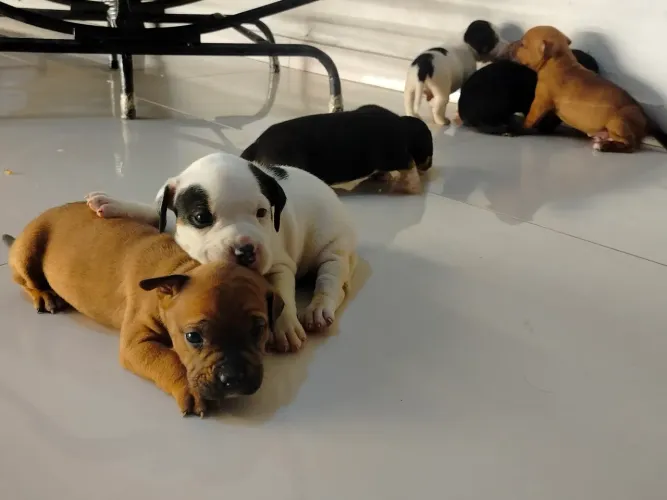 Filhotes de American Bully &Decker Hunting Terrier.