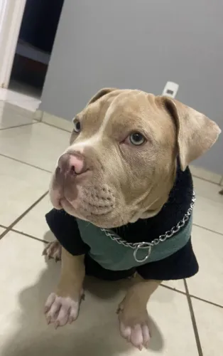 American Bully pocket 