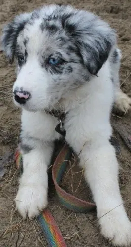 Border Collie - O Companheiro Ideal Para Quem Busca Um Vínculo Especial