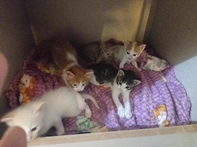 Gatinhos filhotes para a adoção 
