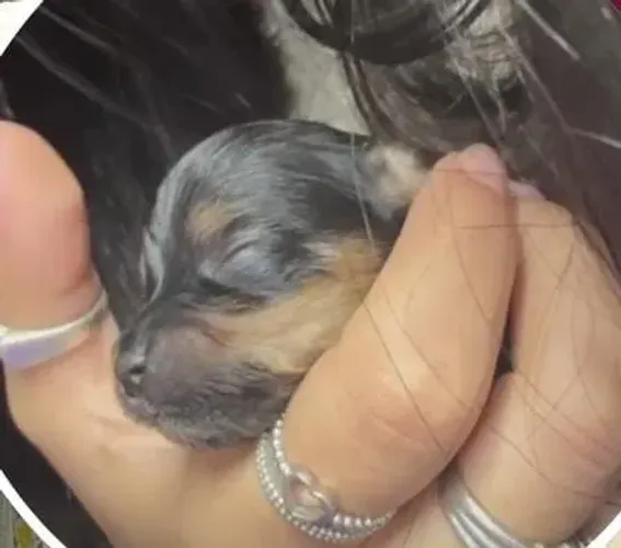 Yorkshire terrier