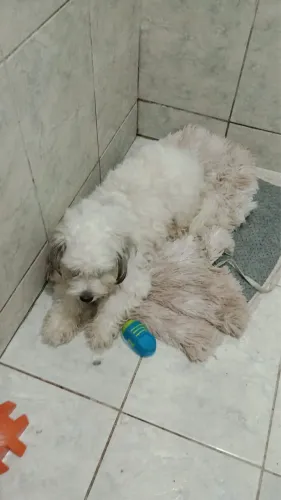 Doa aí dog super manco fêmea lhasa 3 aninho de apartamento 
