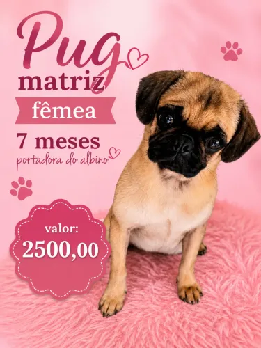 Filhote Pug fêmea abricó portadora do Albino