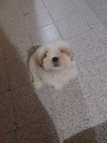 Vendo Shitzu macho 