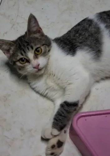 Linda Bebezinha para Adoção Responsável. 