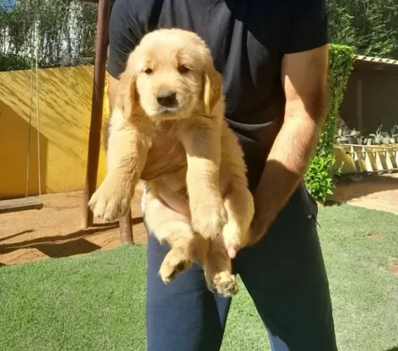 Filhotes Golden Retriever