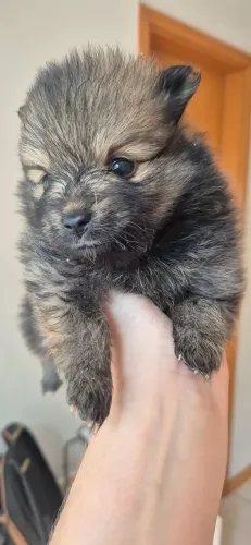 Spitz Alemão Fêmea - Lulu da Pomerânia