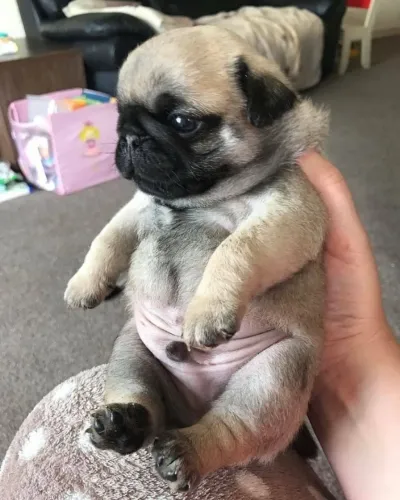 Pug Carinho que fortalece o ambiente