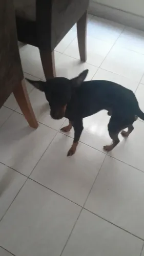 Vendo