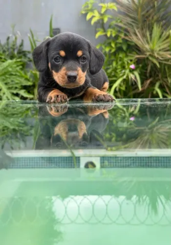 Dachshund
